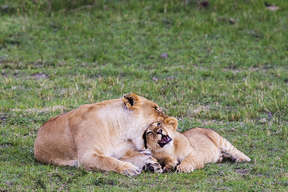 Kenya Africa 